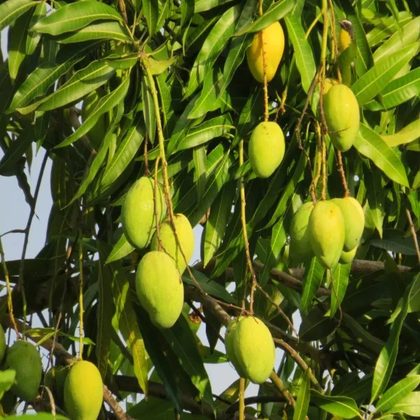 Govind_vogg_Mango_Plant_|_Grafted_and_Hybrid_Plants
