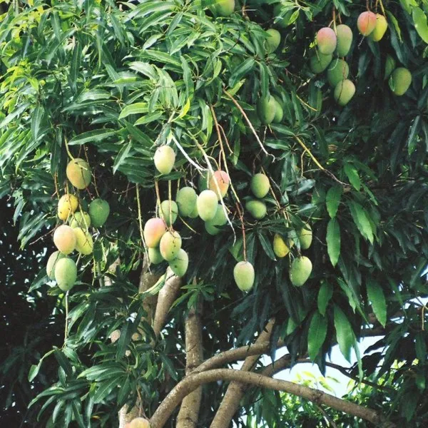 Govind_vogg_Mango_Plant_|_Grafted_and_Hybrid_Plants