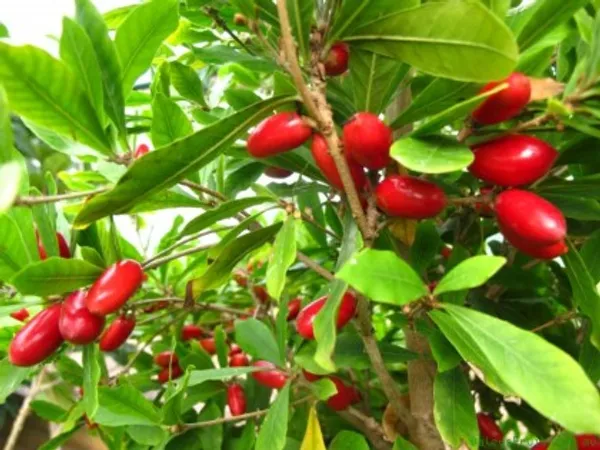 Miracle_Berry_cherry_|_Grafted_and_Hybrid_Plants