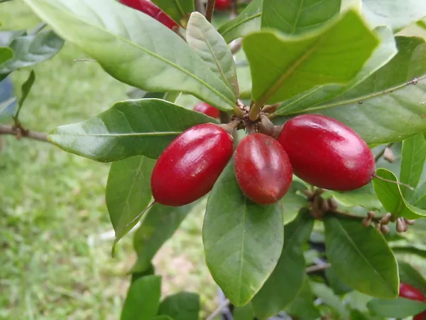 Miracle_Berry_cherry_|_Grafted_and_Hybrid_Plants