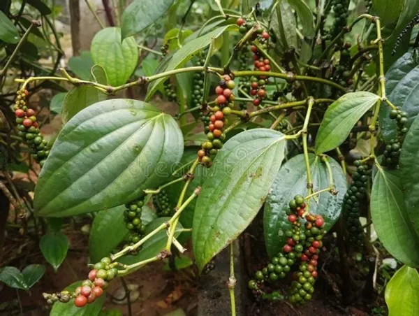 Bell_Pepper_Plant_|_Grafted_and_Hybrid_Plants