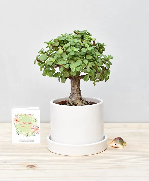 Zade_Plant