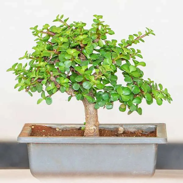 Zade_Plant