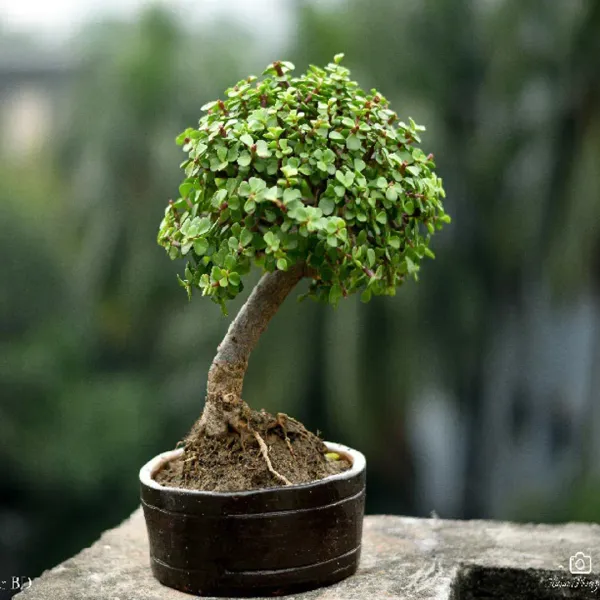 Zade_Plant