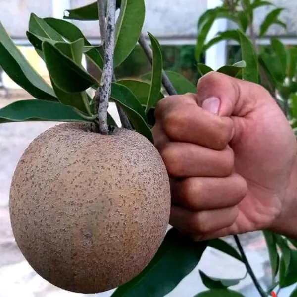 Cricket_Ball_Chiku_|_Grafted_and_Hybrid_Plants