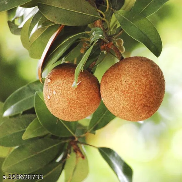 Cricket_Ball_Chiku_|_Grafted_and_Hybrid_Plants