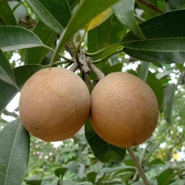 Cricket_Ball_Chiku_|_Grafted_and_Hybrid_Plants