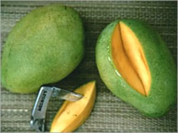Fazli_Mango_Plant_|_Grafted_and_Hybrid_Plants