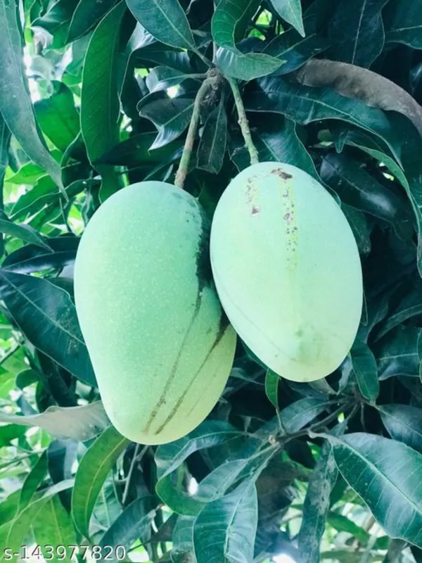 Fazli_Mango_Plant_|_Grafted_and_Hybrid_Plants