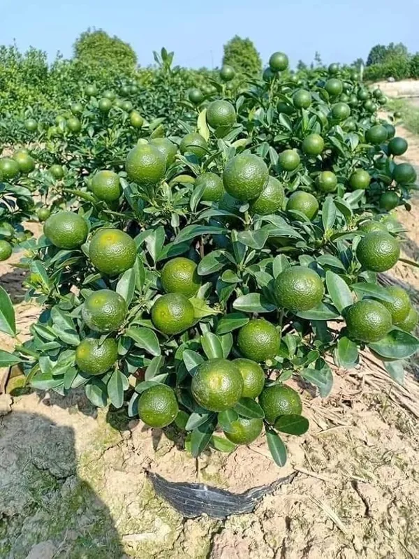 Pakistani_2_Malta_|_Grafted_and_Hybrid_Plants