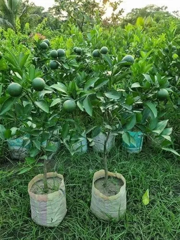 Pakistani_2_Malta_|_Grafted_and_Hybrid_Plants