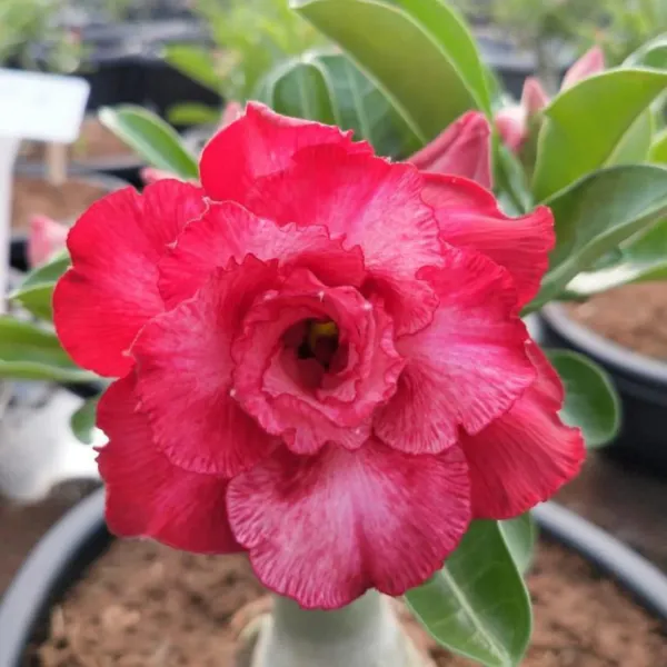 Hybrid_Adenium