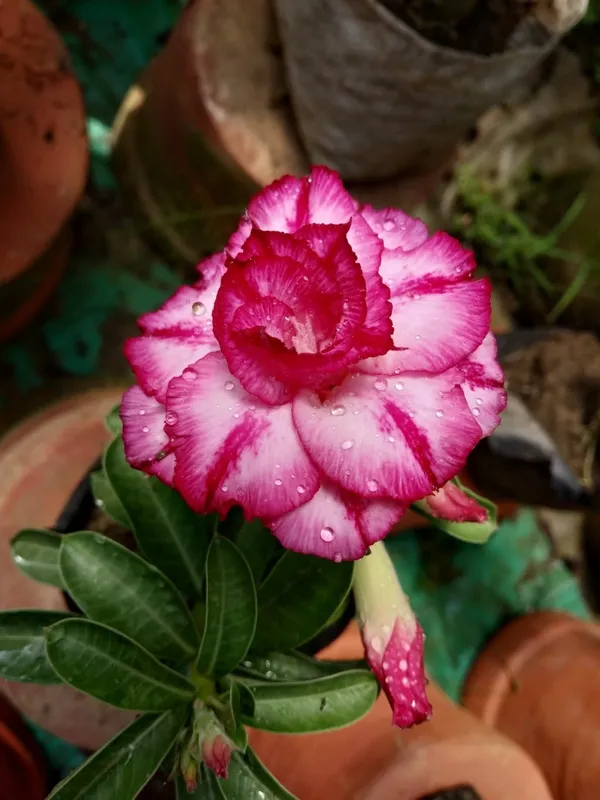 Hybrid_Adenium