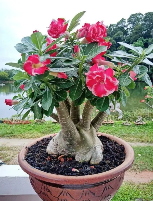 Hybrid_Adenium