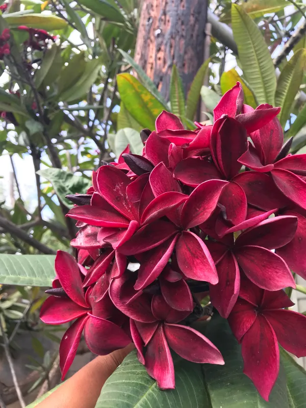 Maroon_Plumeria