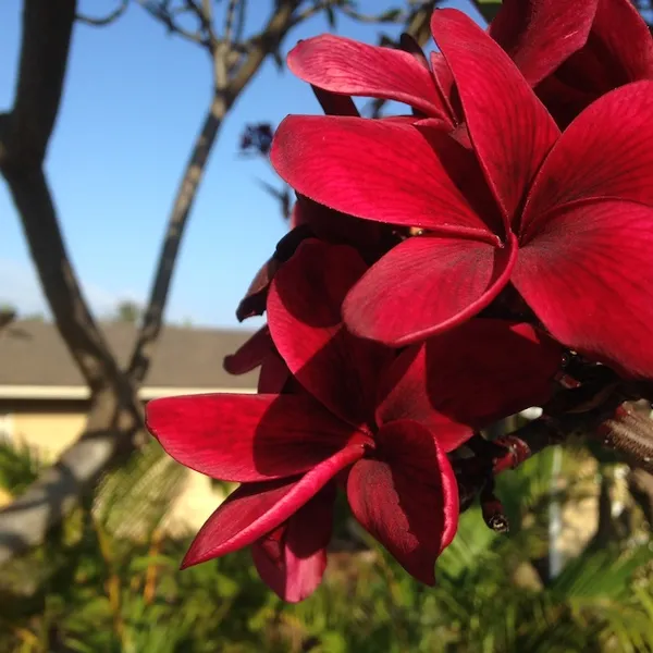 Maroon_Plumeria