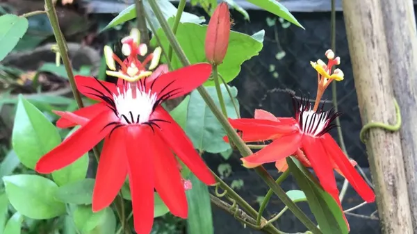 Passion_Flower_Red