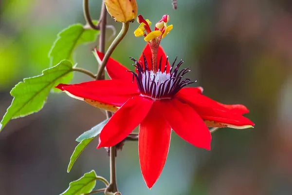Passion_Flower_Red