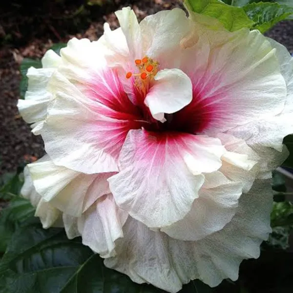 American_Hibiscus