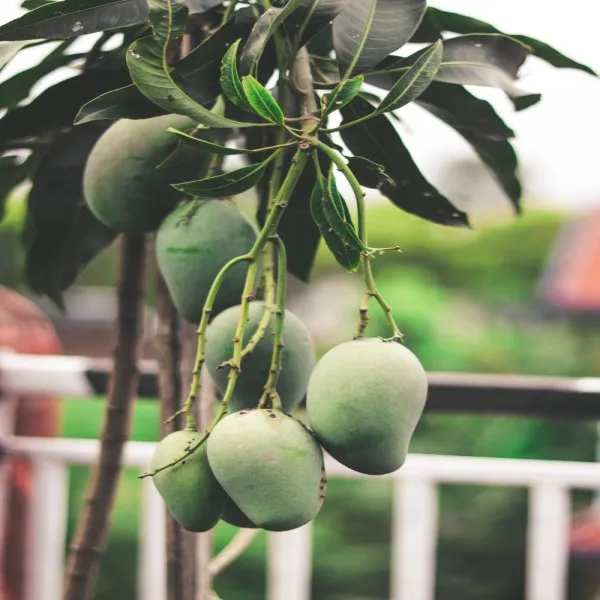 Taste_Mango_Plant_|_Grafted_and_Hybrid_Plants