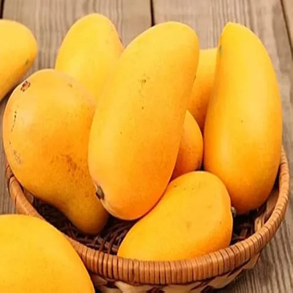 Taste_Mango_Plant_|_Grafted_and_Hybrid_Plants