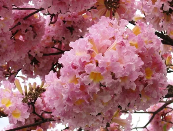 Jacaranda_Pink