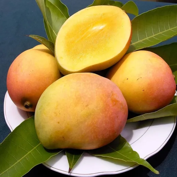 Sidur_Kouta_Mango_|_Grafted_and_Hybrid_Plants