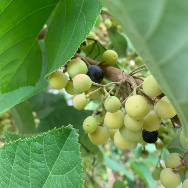 Falsa_Fruit_Plant_|_Grafted_and_Hybrid_Plants