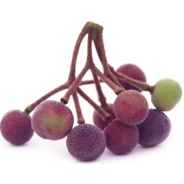 Falsa_Fruit_Plant_|_Grafted_and_Hybrid_Plants
