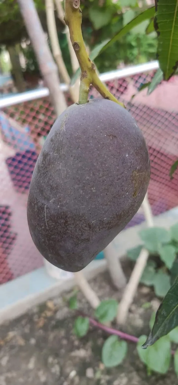 Kasturi_Black_Mango