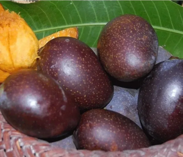 Kasturi_Black_Mango