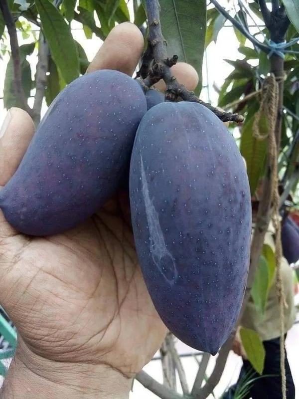 Kasturi_Black_Mango