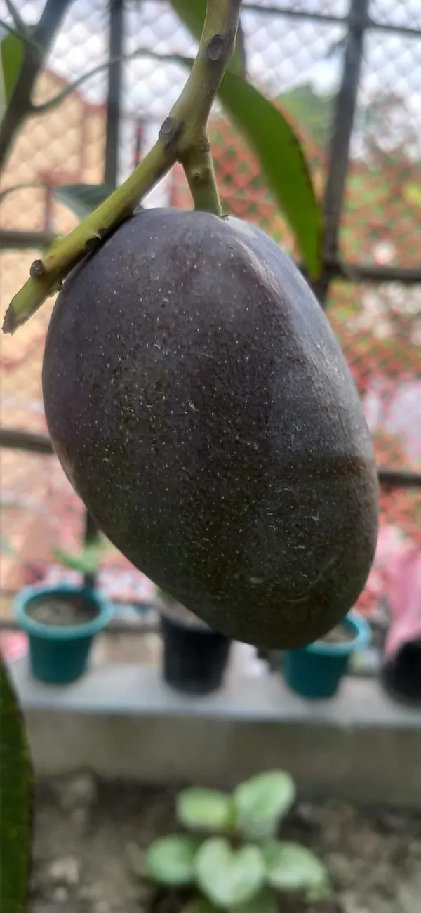 Kasturi_Black_Mango