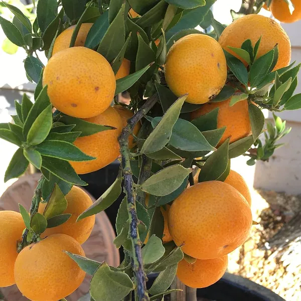 Malta_Plant_|_Grafted_and_Hybrid_Plants