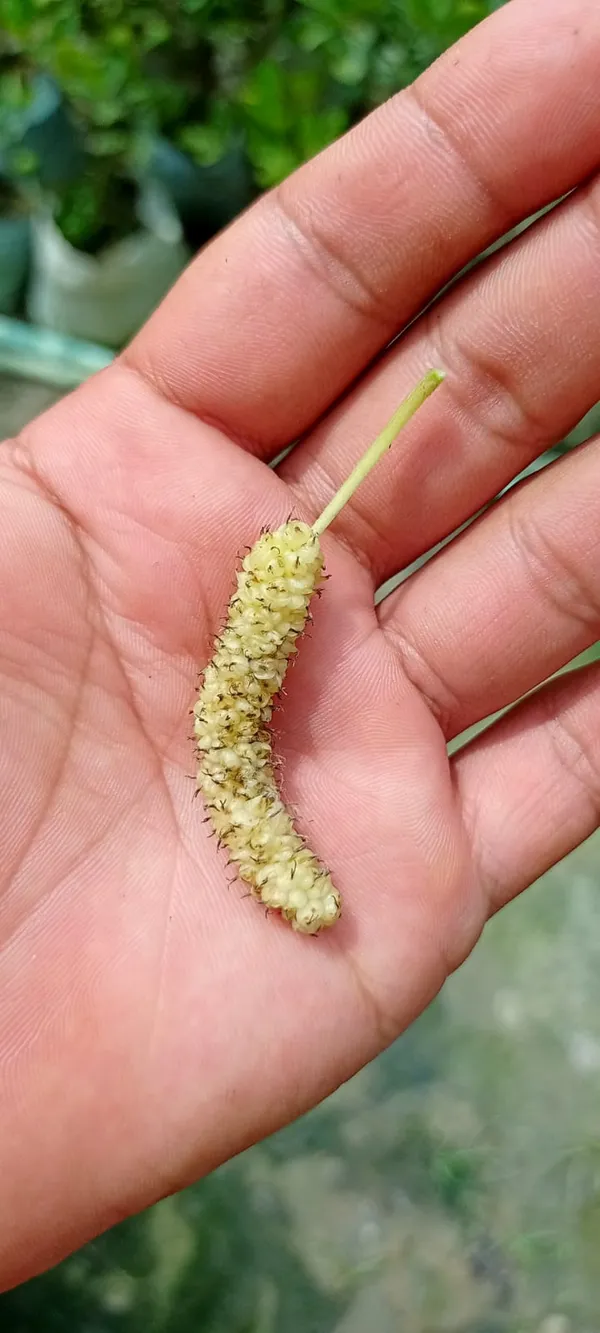 White_Long_Mulberry_|_Grafted_and_Hybrid_Plants
