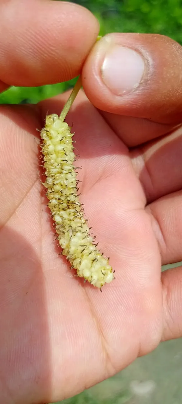 White_Long_Mulberry_|_Grafted_and_Hybrid_Plants