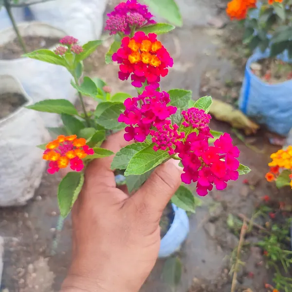 Color_Changing_Lantana_Flower_Plant