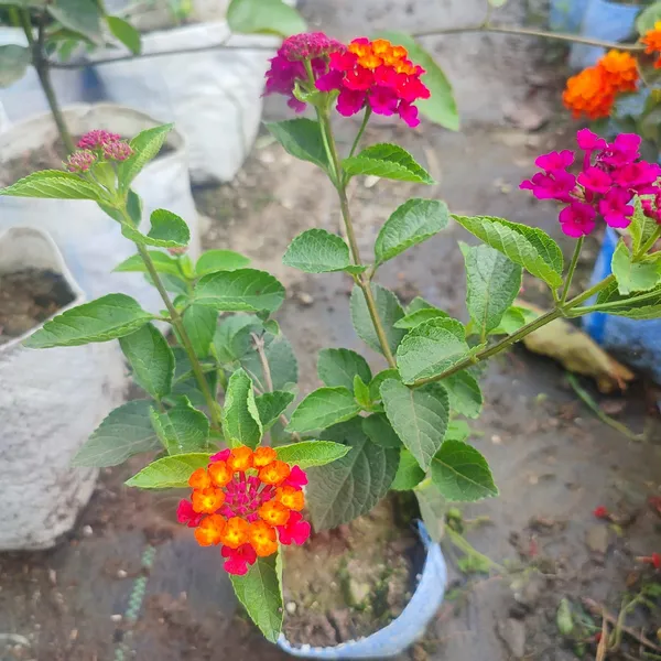 Color_Changing_Lantana_Flower_Plant