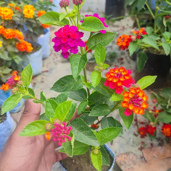 Color_Changing_Lantana_Flower_Plant