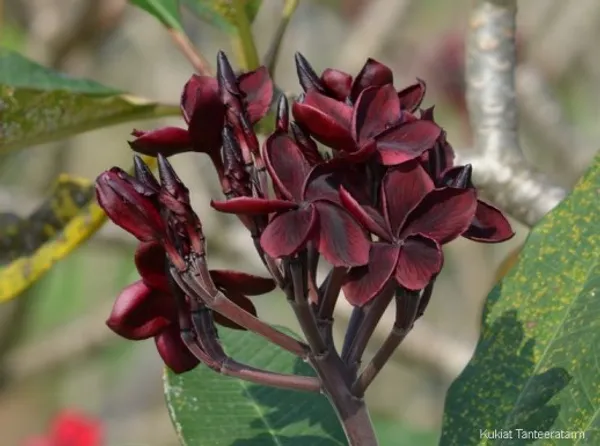 Plumeria_Black_Tiger