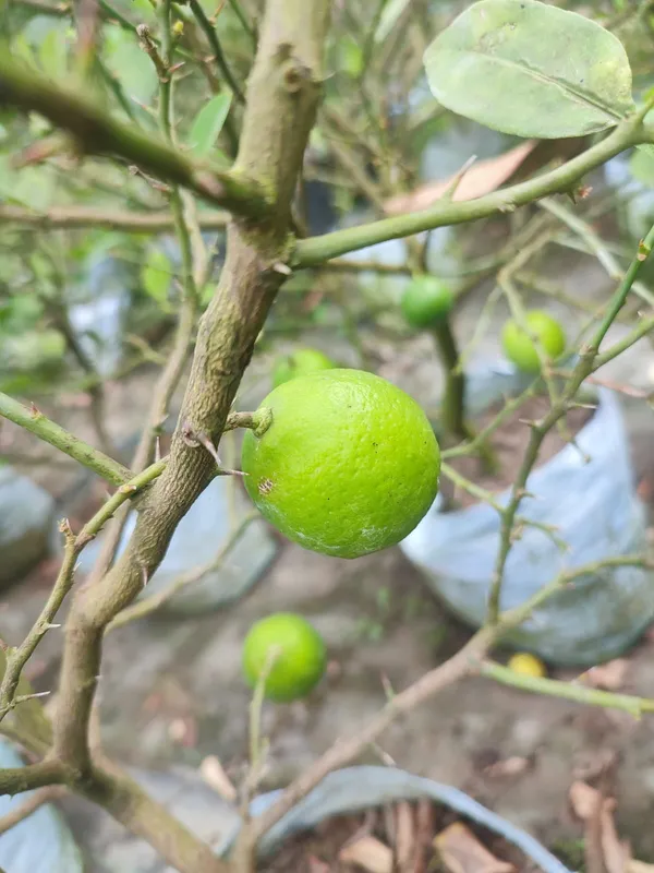 All_time_Kolkata_Pati_Lemon_|_Grafted_and_Hybrid_Plants