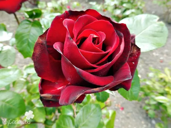 Madgod_Rose