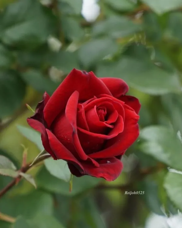 Madgod_Rose