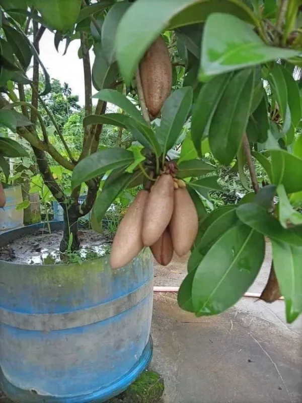 Lancha_Chiku_Plant_|_Grafted_and_Hybrid_Plants