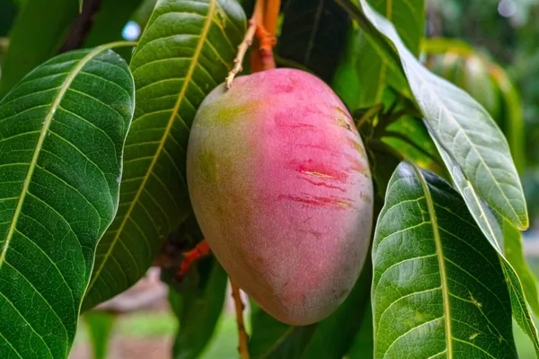 American_Red_Palmer_Mango_|_Grafted_and_Hybrid_Plants