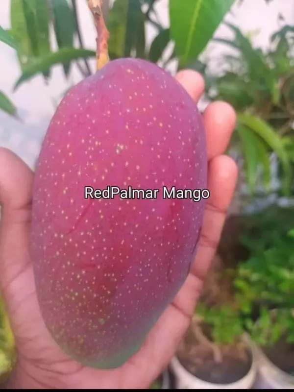 American_Red_Palmer_Mango_|_Grafted_and_Hybrid_Plants
