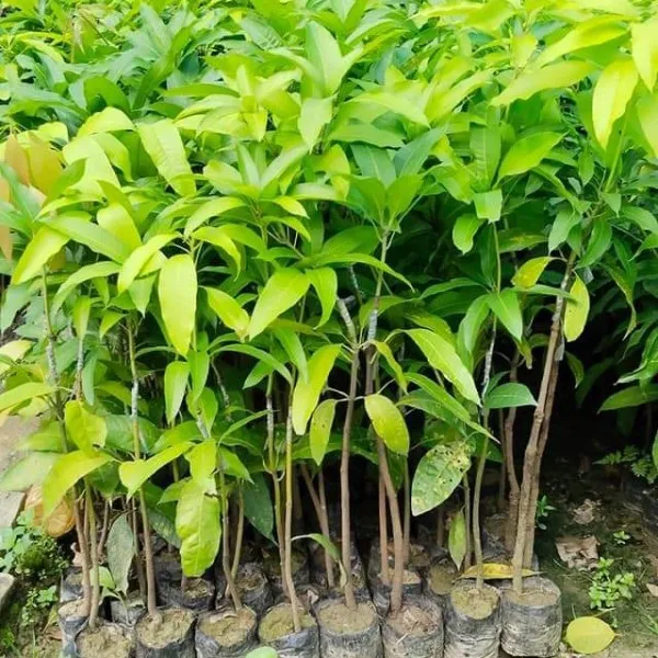 Bari_11_Mango_Plant_|_Grafted_and_Hybrid_Plants