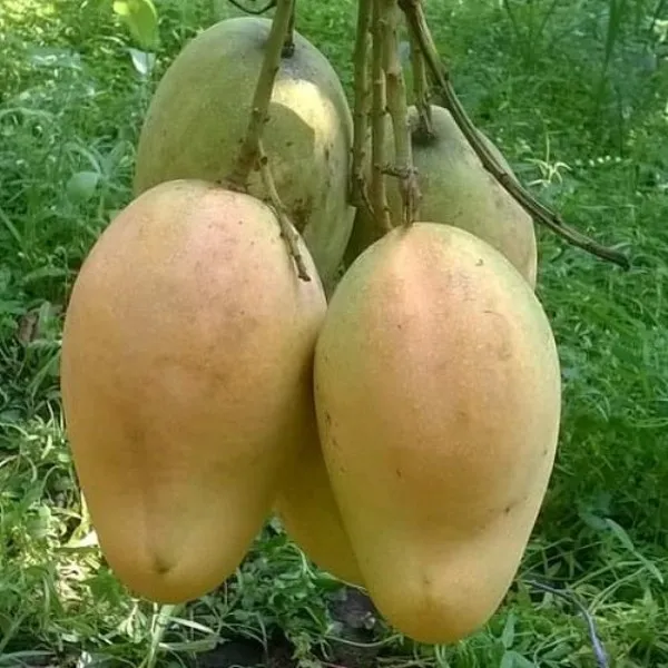 Bari_11_Mango_Plant_|_Grafted_and_Hybrid_Plants