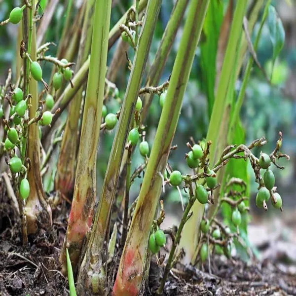 Ealichi_Plant_Indian_|_Grafted_and_Hybrid_Plants