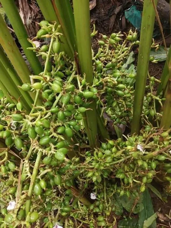 Ealichi_Plant_Indian_|_Grafted_and_Hybrid_Plants
